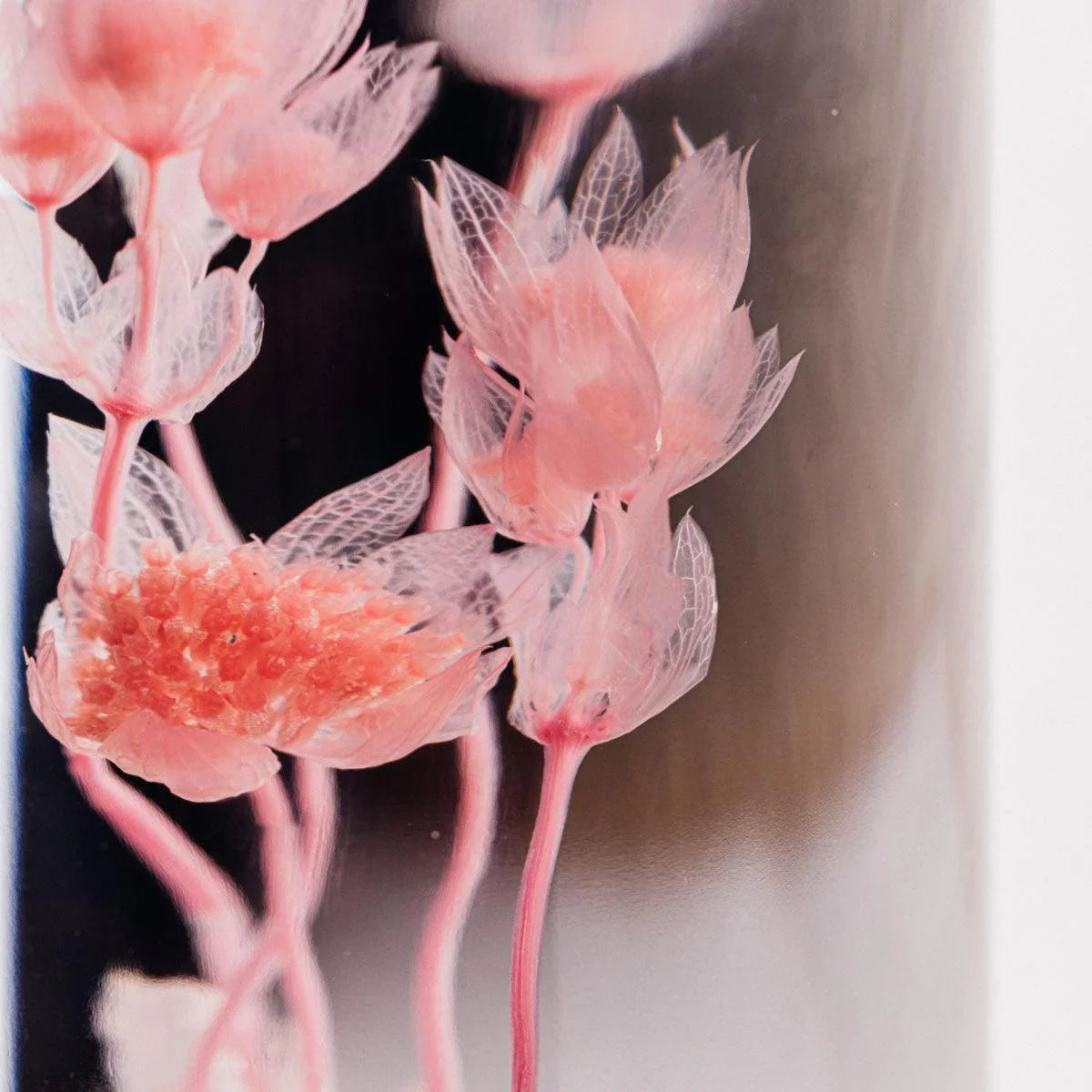 Fleur immergée - Astrance rose H21 Lichen&CO Composition Florale