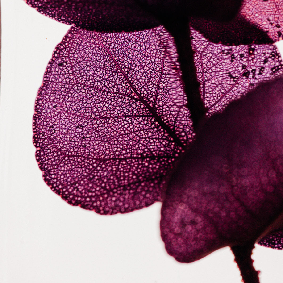 Plante immergée - Eucalyptus violet H12