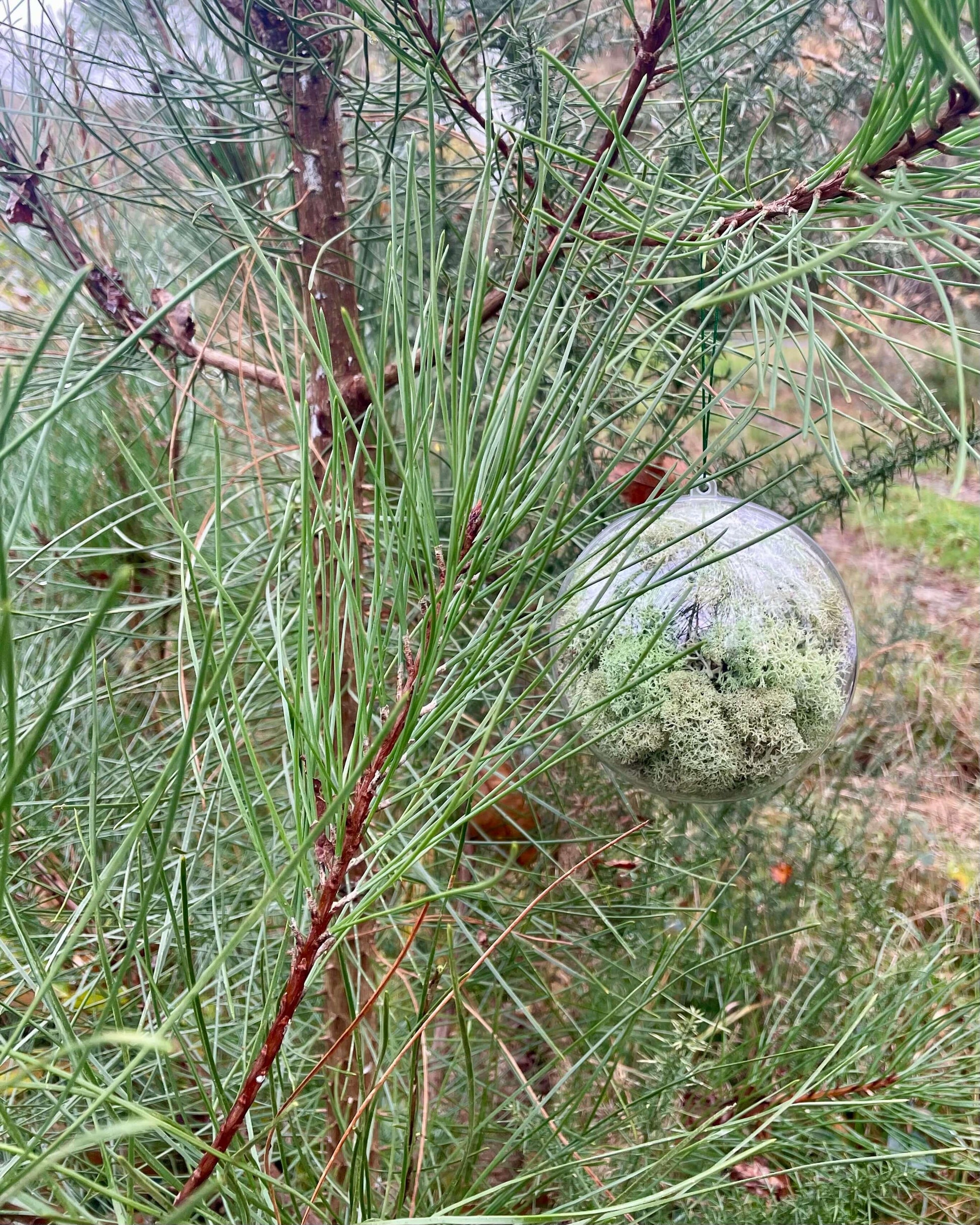 Boule Décorative 12cm Lichen&CO Boule décorative