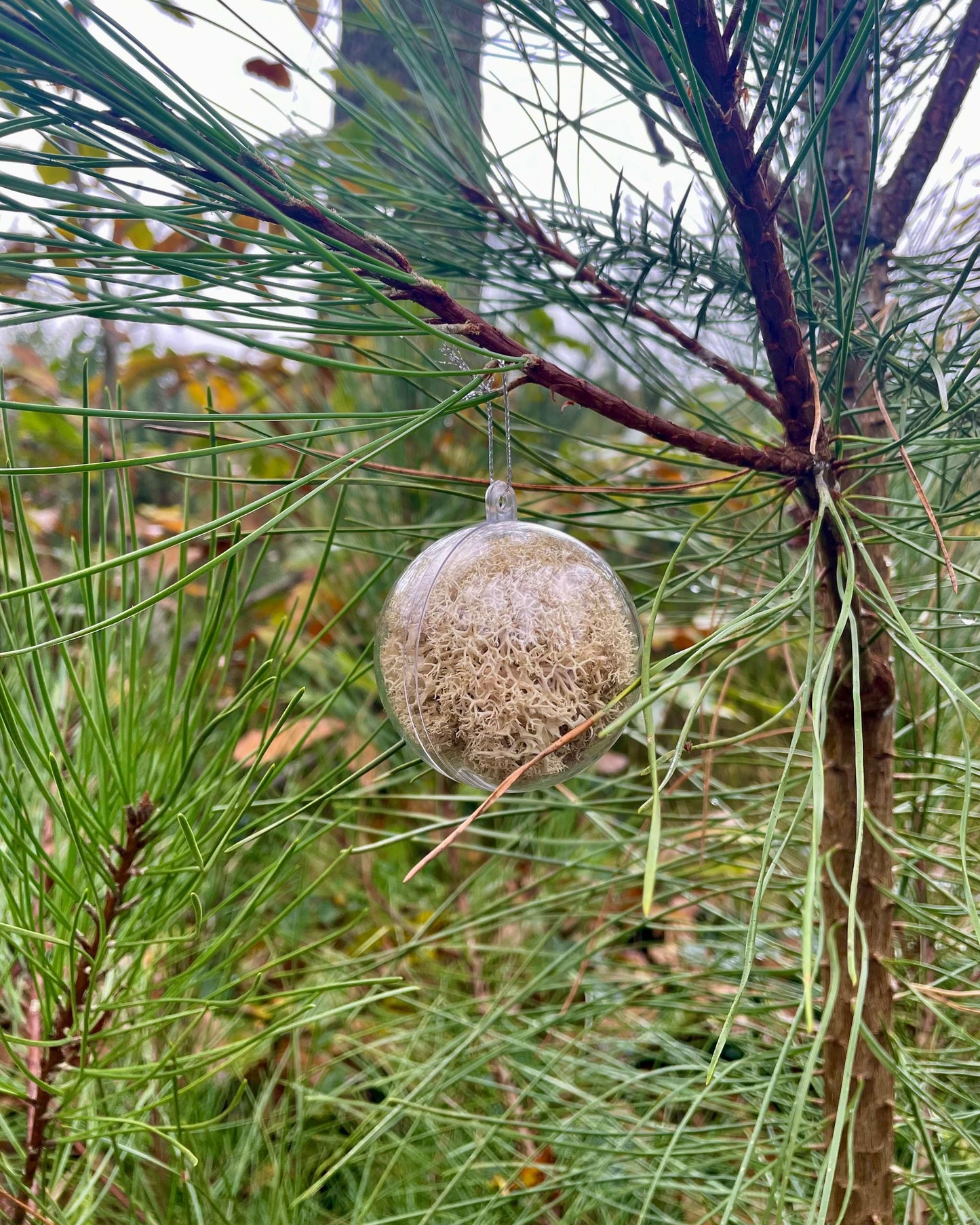 Boule Décorative 6cm Lichen&CO Boule décoratives