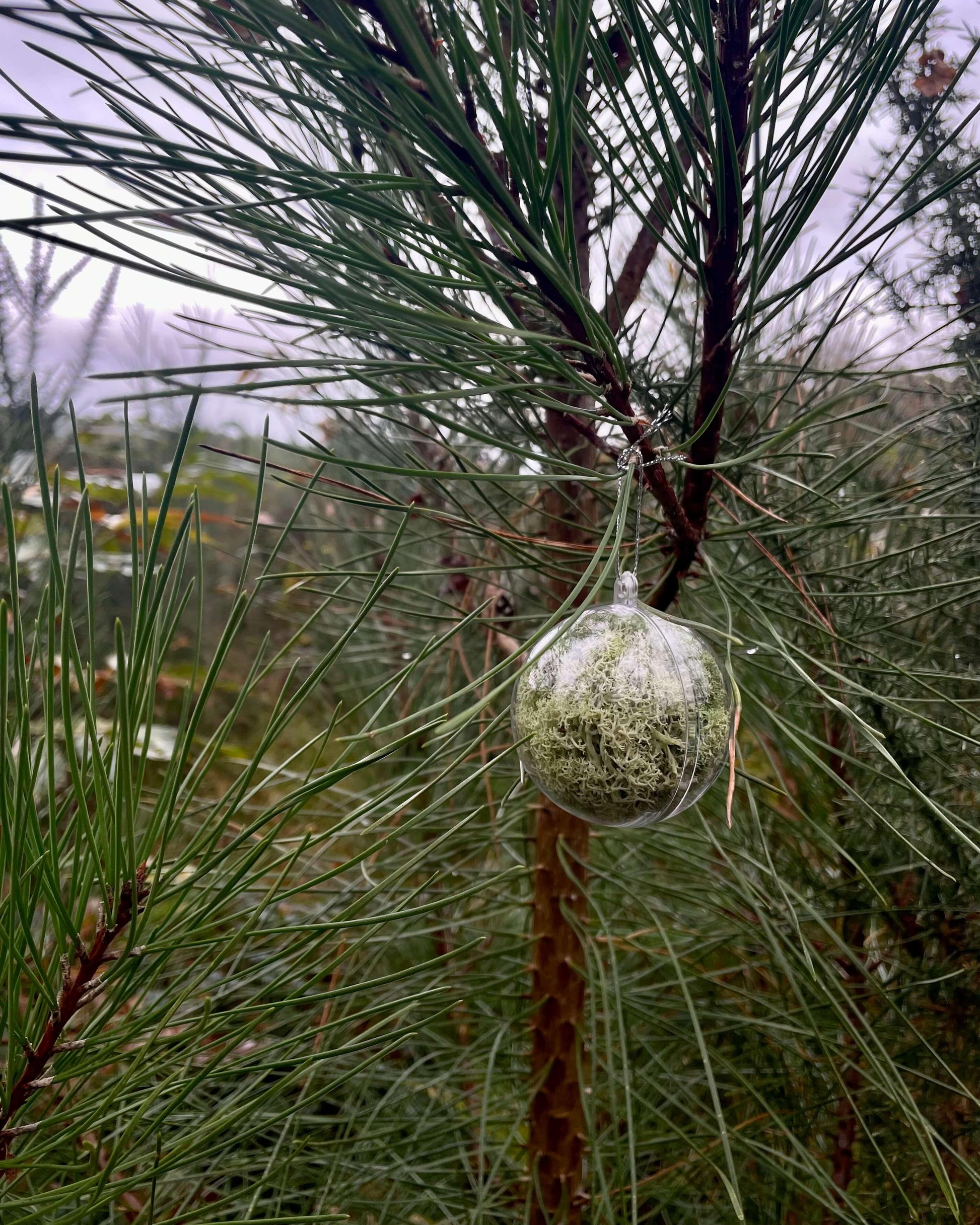 Boule Décorative 6cm Lichen&CO Boule décoratives
