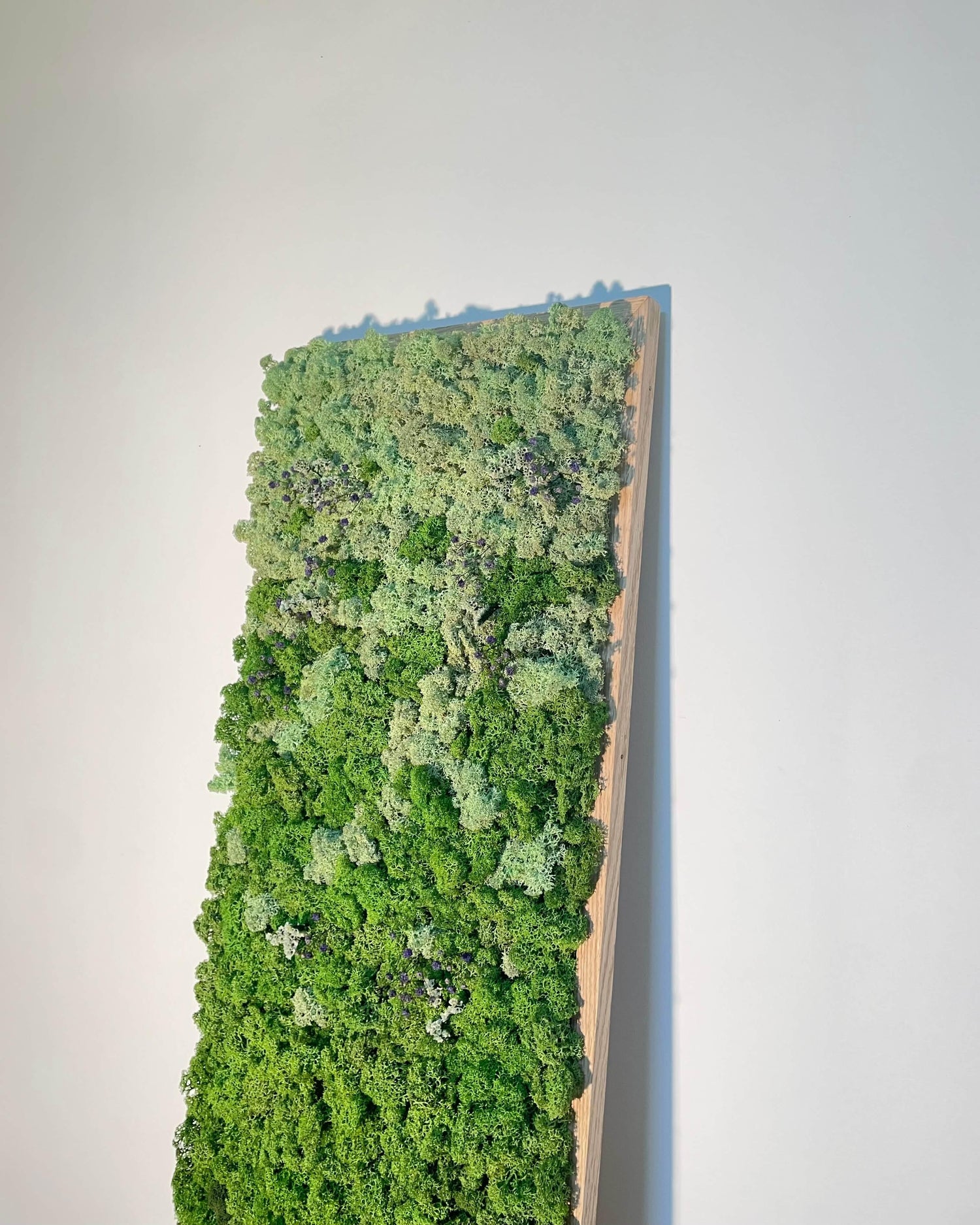 Tableau végétal - Vente particulière Lichen & CO Tableau végétal