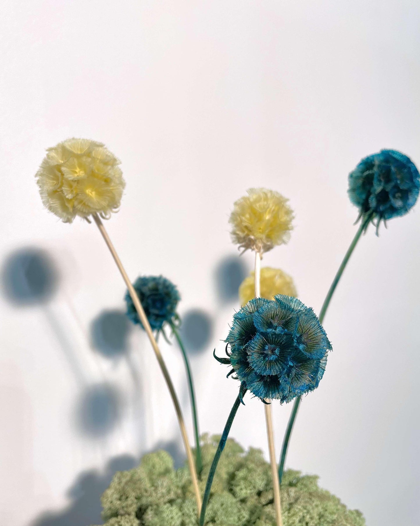 Composition Florale ANILA Lichen&CO Composition Florale