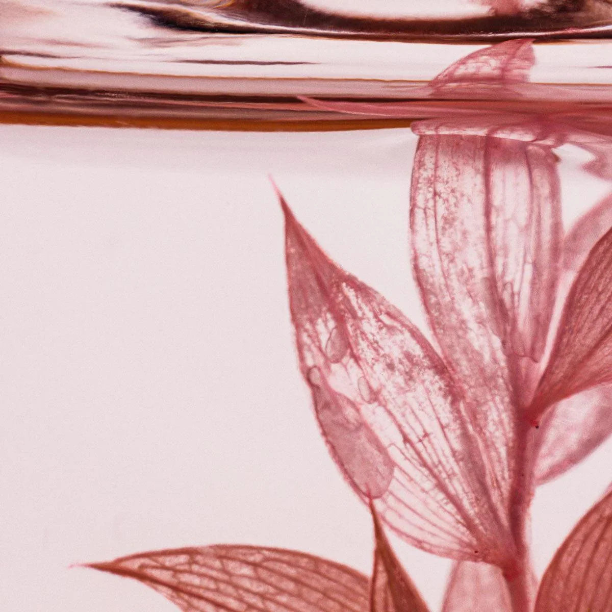 Plante immergée - Ruscus rose H12 Lichen&CO Composition Florale