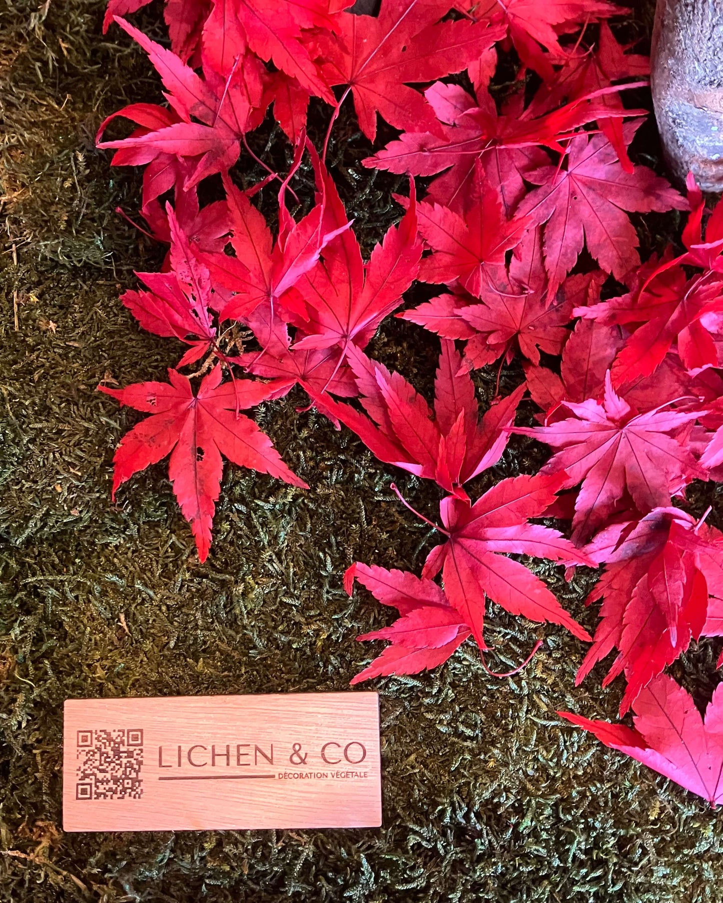 erable stabilisé feuille