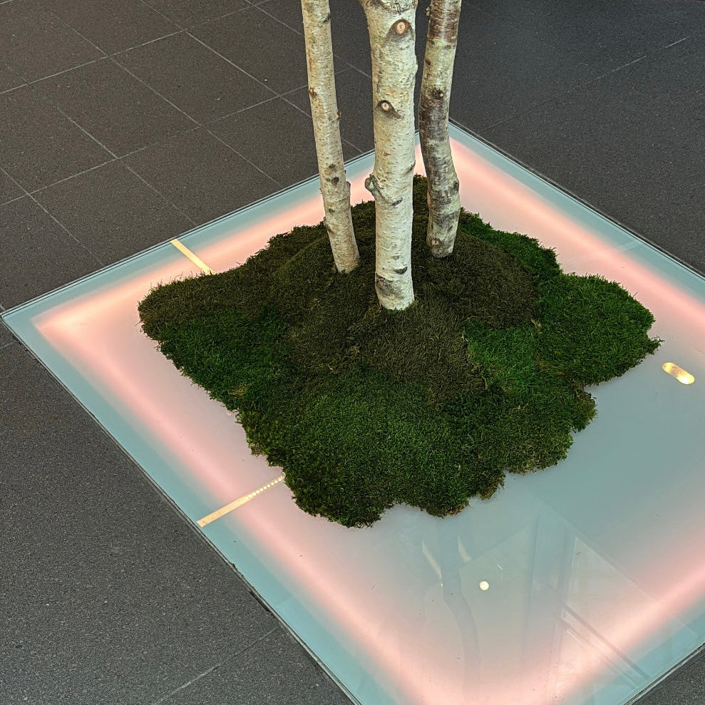Projet salaun holidays, arbre et jardinière végétale bretagne