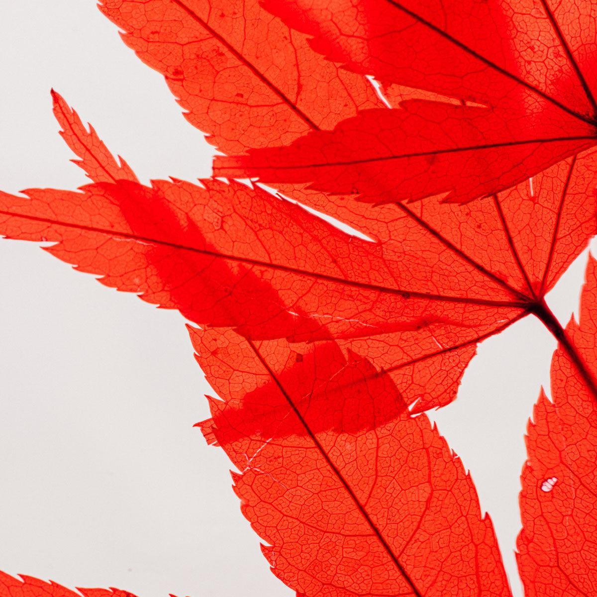 Plante immergée - Erable rouge H21 Lichen&CO Composition Florale