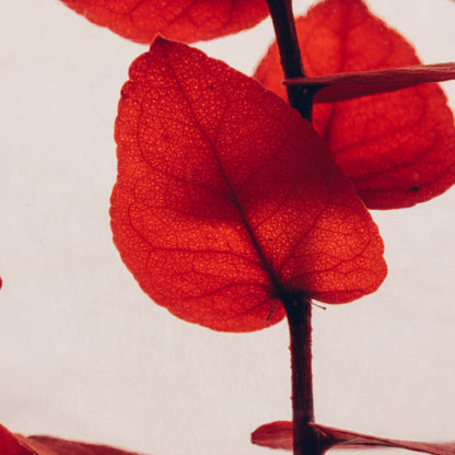 Plante immergée - Eucalyptus Stuartiana rouge