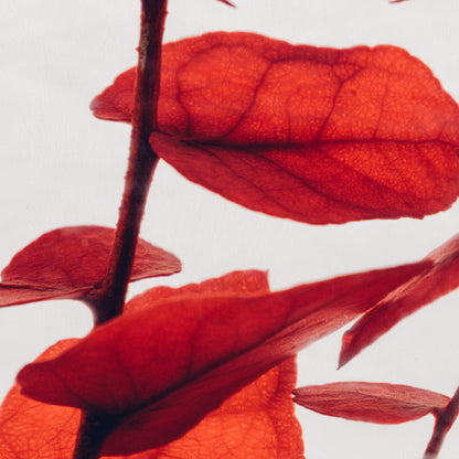 Plante immergée - Eucalyptus Stuartiana rouge