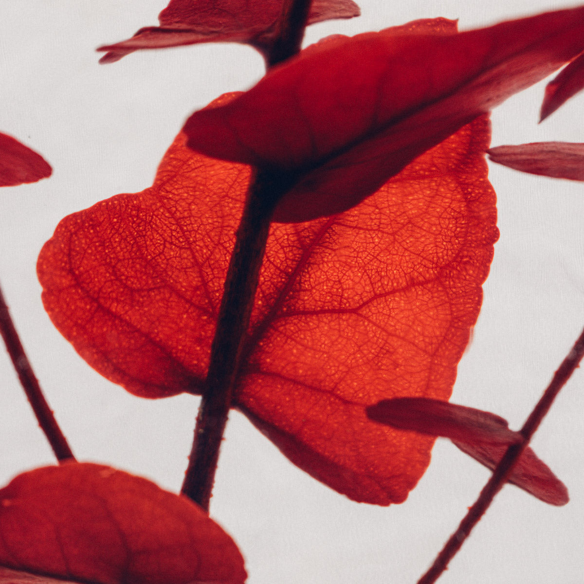 Plante immergée - Eucalyptus Stuartiana rouge