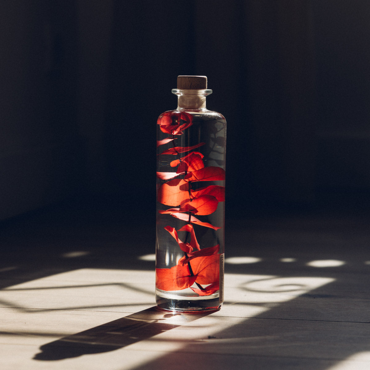 Plante immergée - Eucalyptus Stuartiana rouge