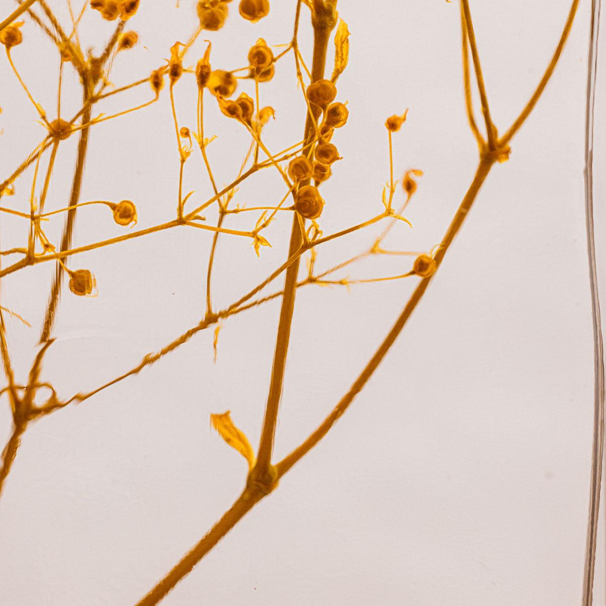 Plante immergée - Gypsophile safran H12 - Lichen & CO