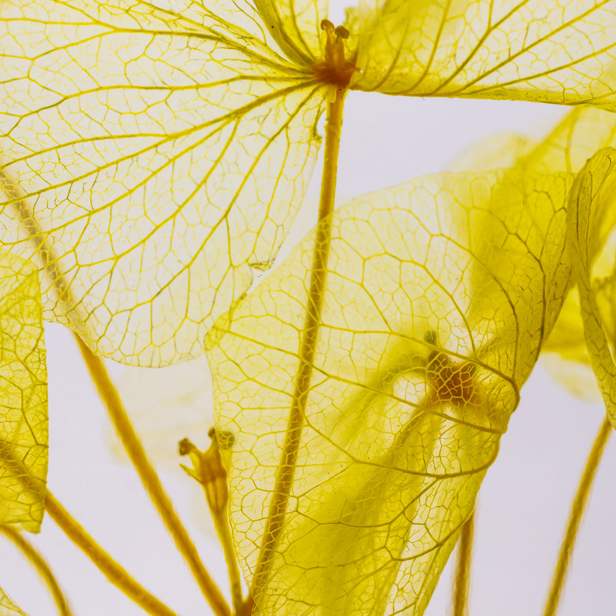 Fleur immergée - Hortensia jaune H12