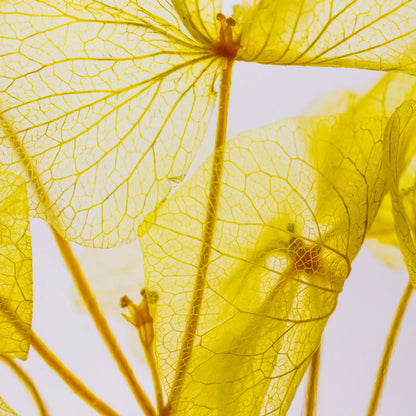 Fleur immergée - Hortensia jaune H12