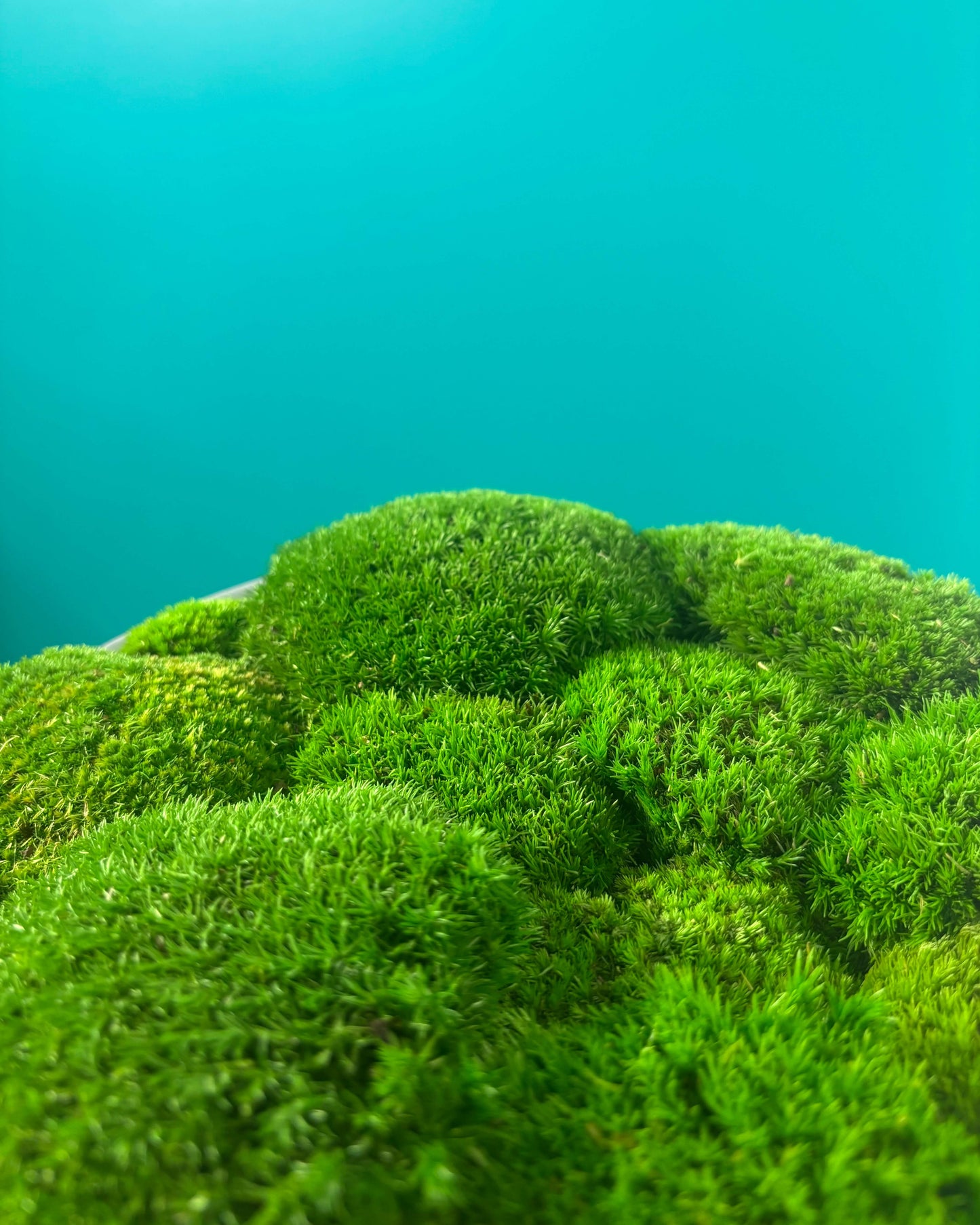 Composition Mousse boule ronde