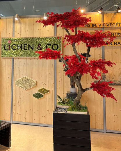 Érable Japonais - Arbre stabilisé