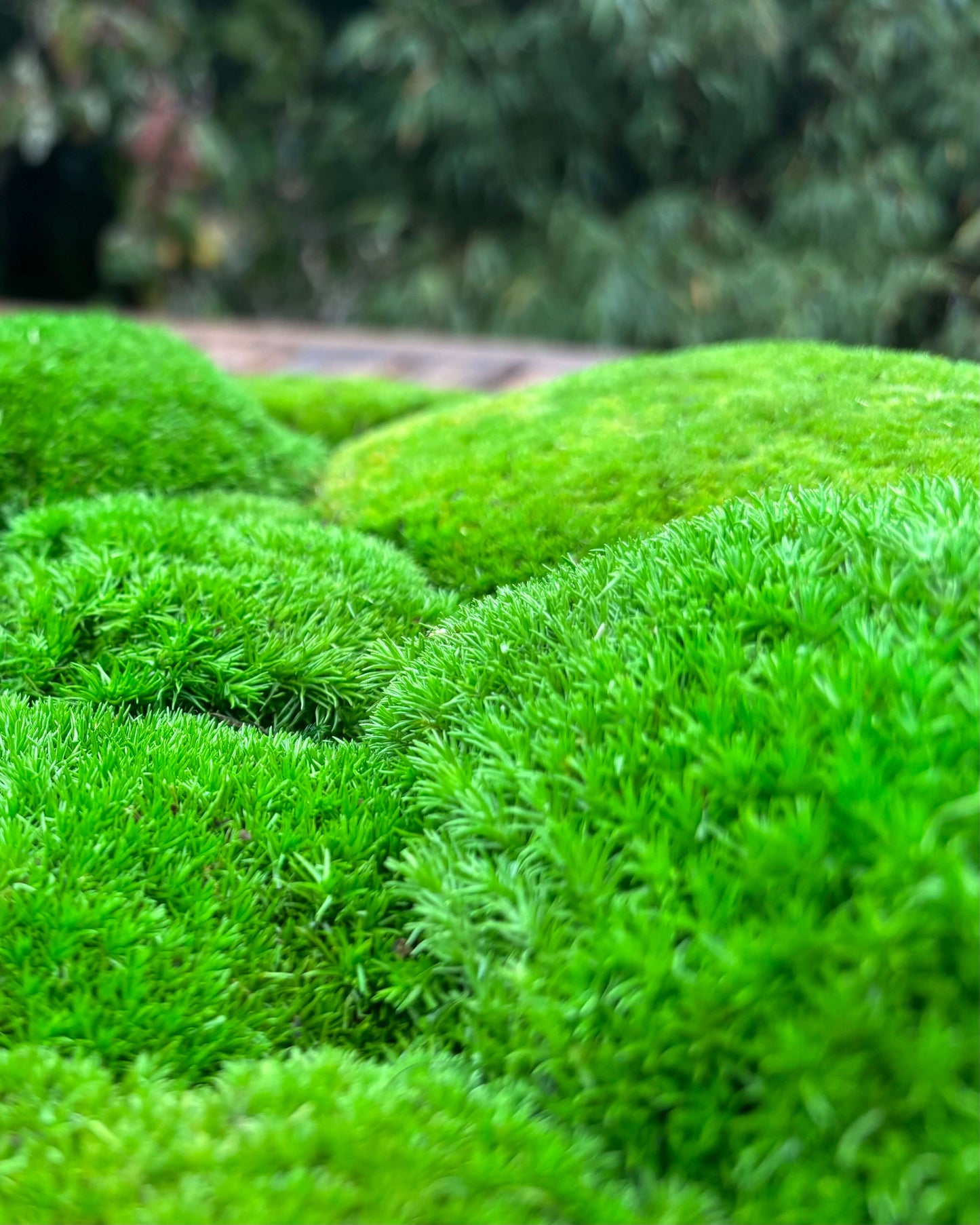 Composition Mousse boule rectangle