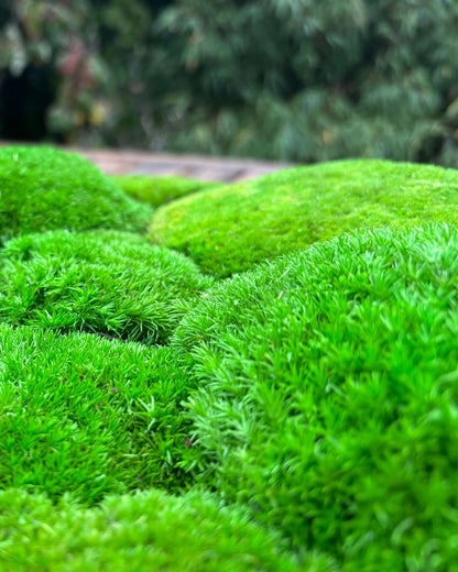 Composition Mousse boule rectangle