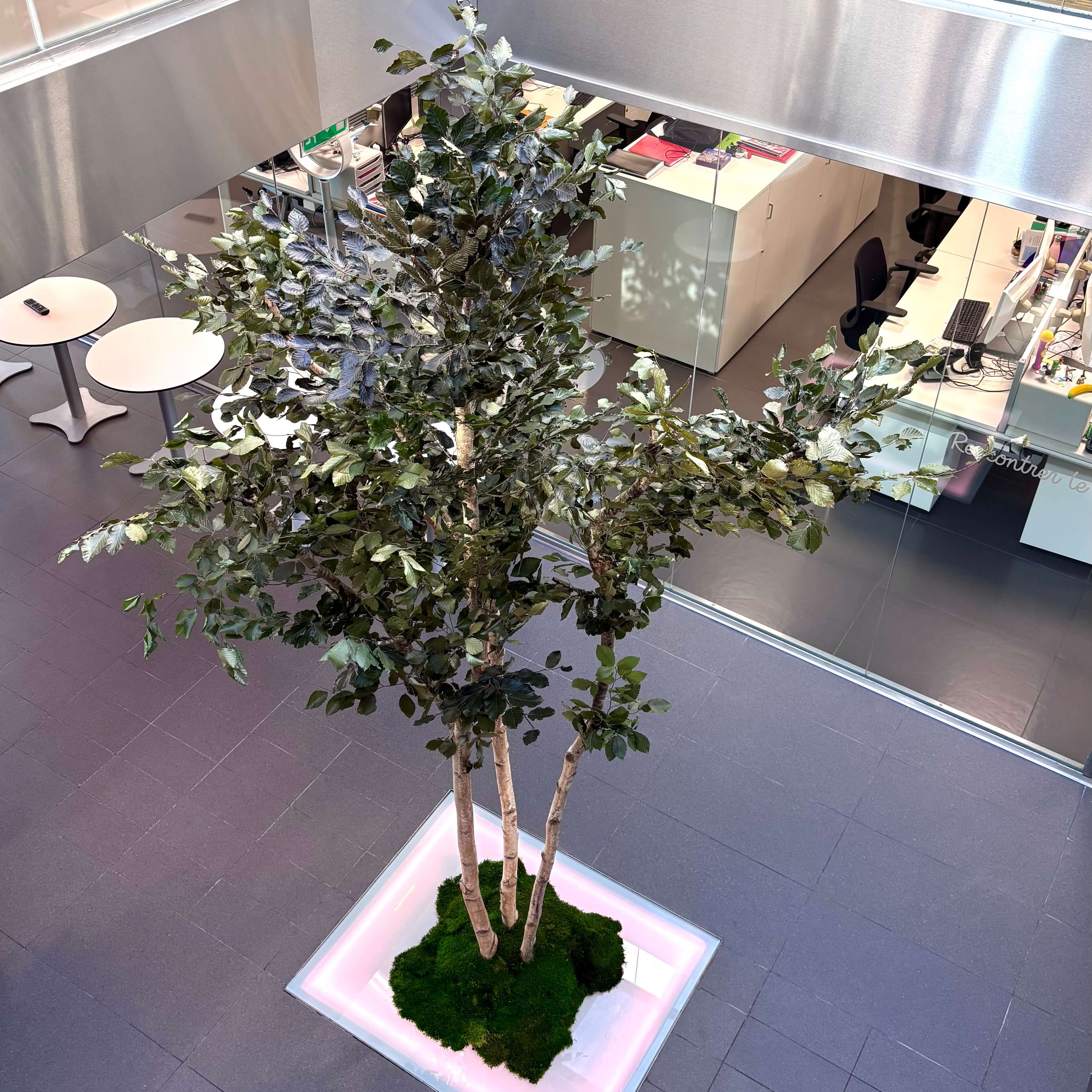 Projet salaun holidays, arbre et jardinière végétale bretagne