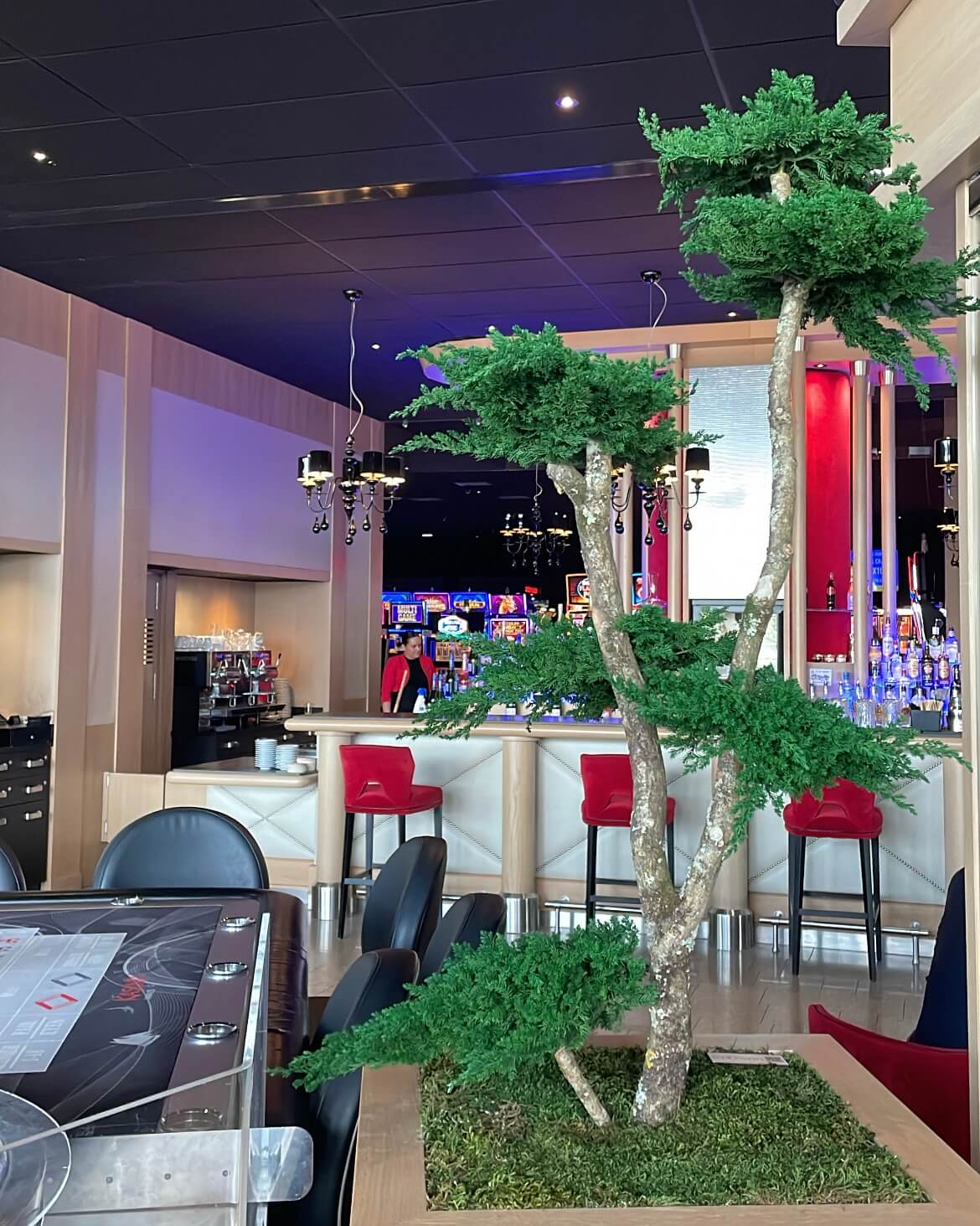 Kasino Vannes arbres stabilisé Bonsai