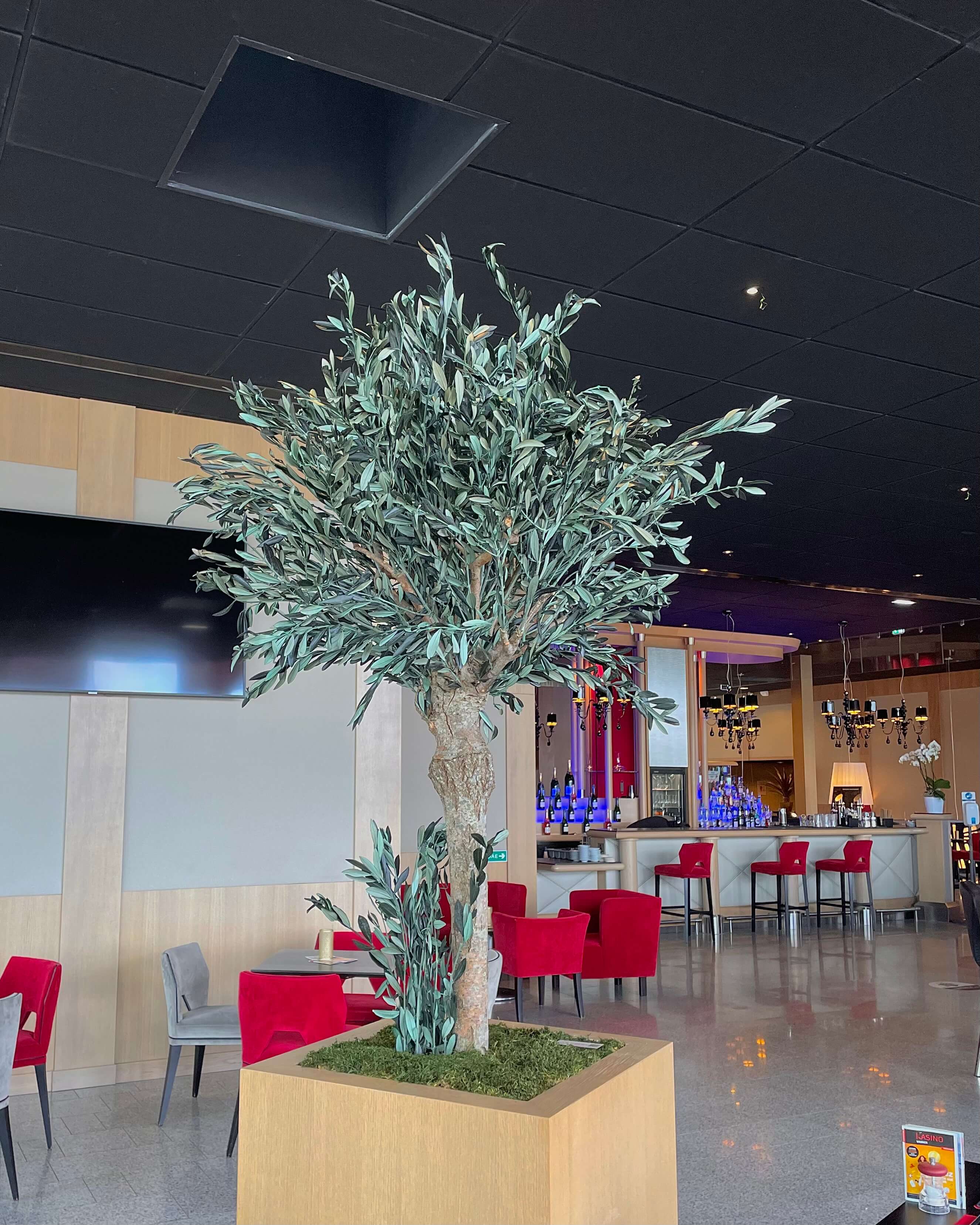 Kasino Vannes arbres stabilisés Olivier