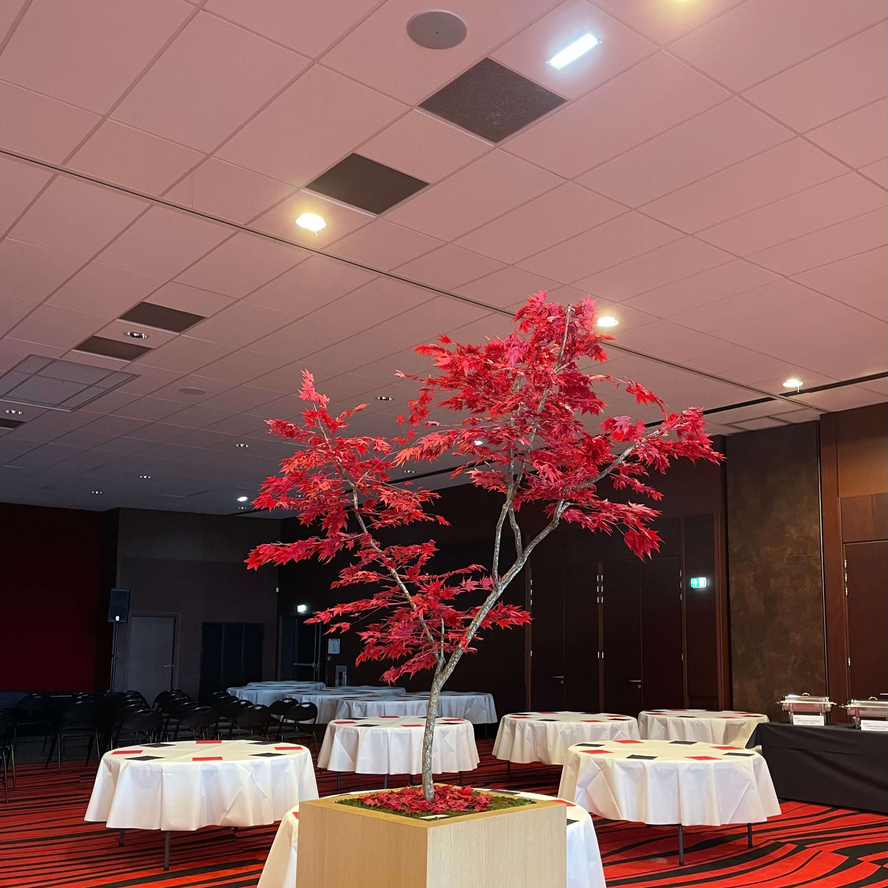 Arbres stabilisés érable Kasino Vannes, décoration végétale intérieure