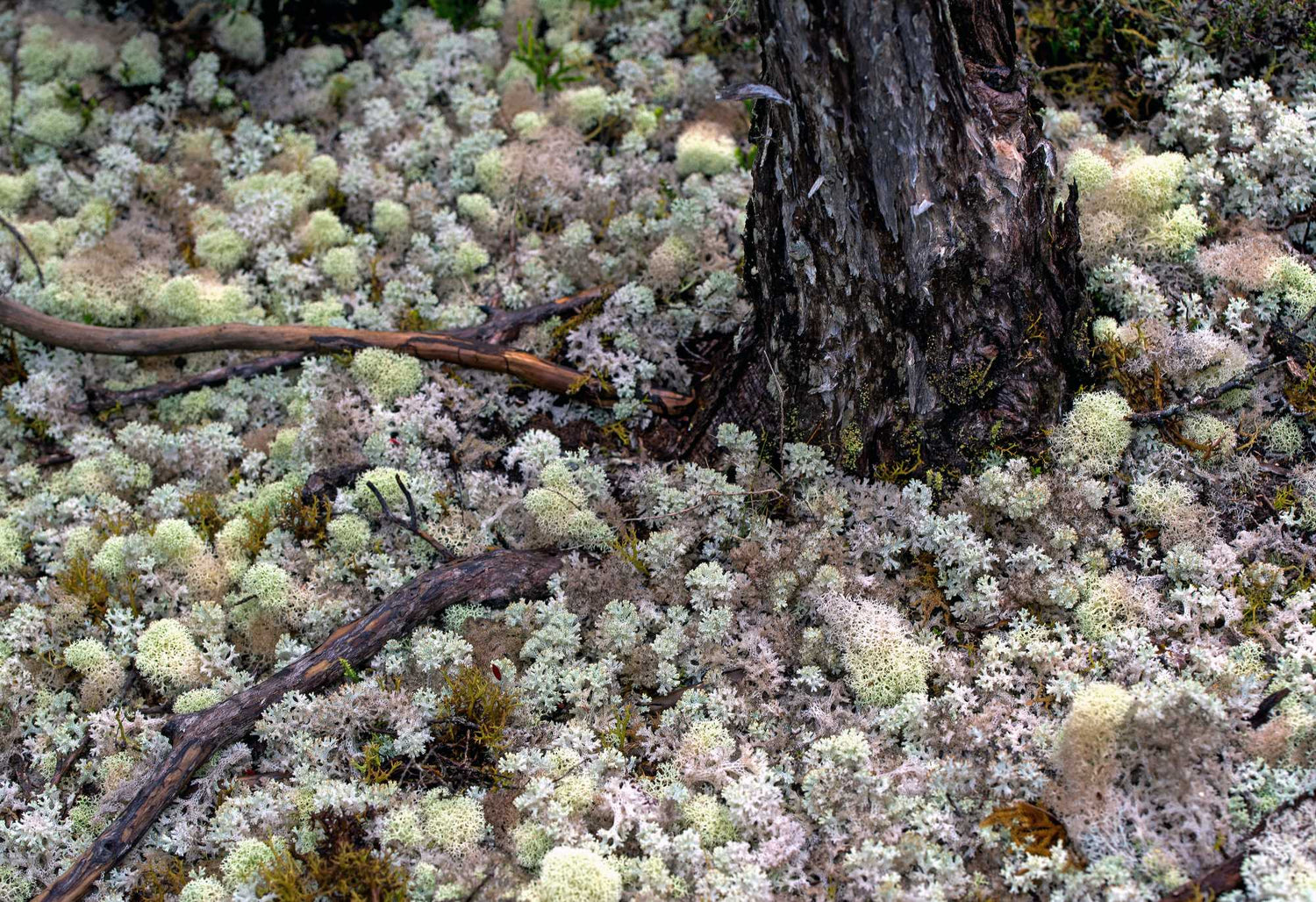 Lichen naturel qui pousse en forêt avant la stabilisation pour en faire du lichen stabilisé.