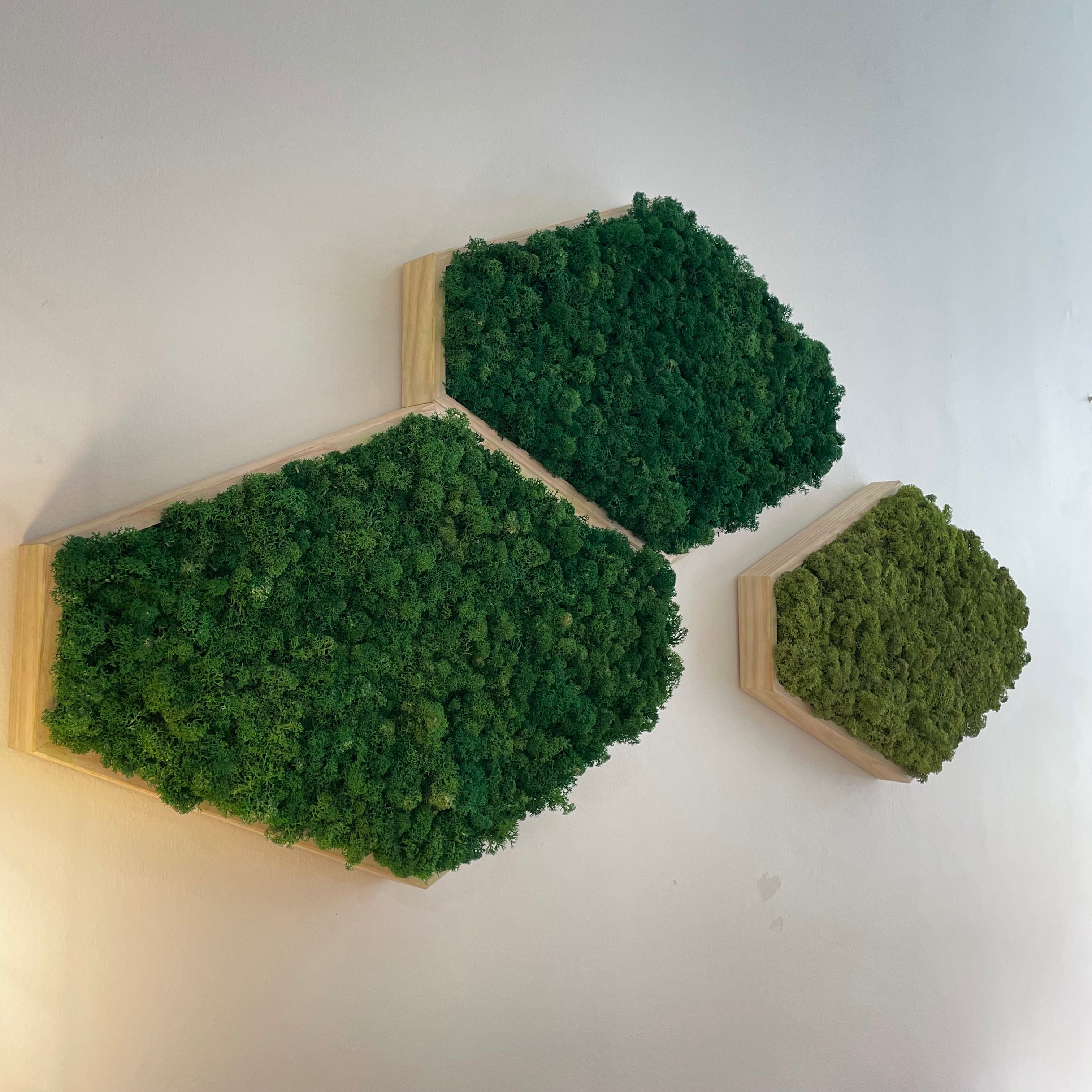 Tableau végétal hexagonal stabilisé Lichen&CO