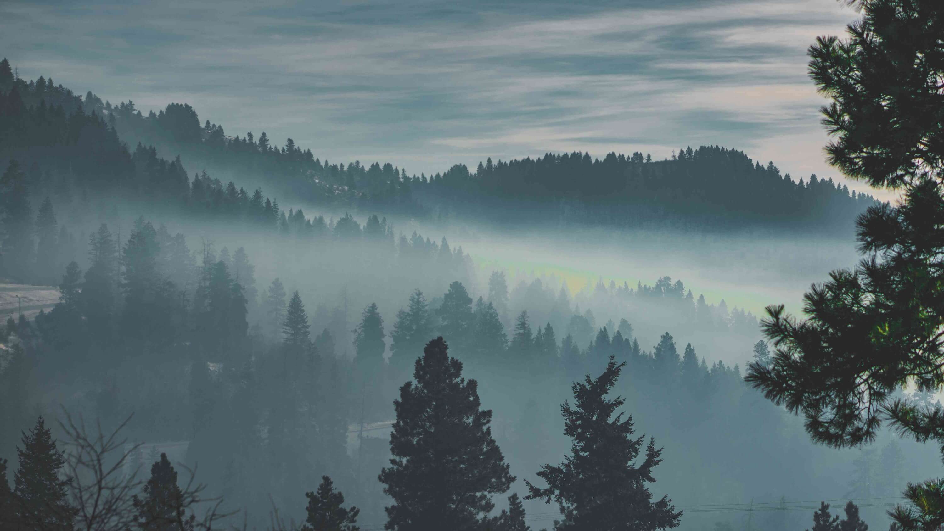 Forêt scandinave où le lichen pousse. Forêt de pins vallonnée avec brume.