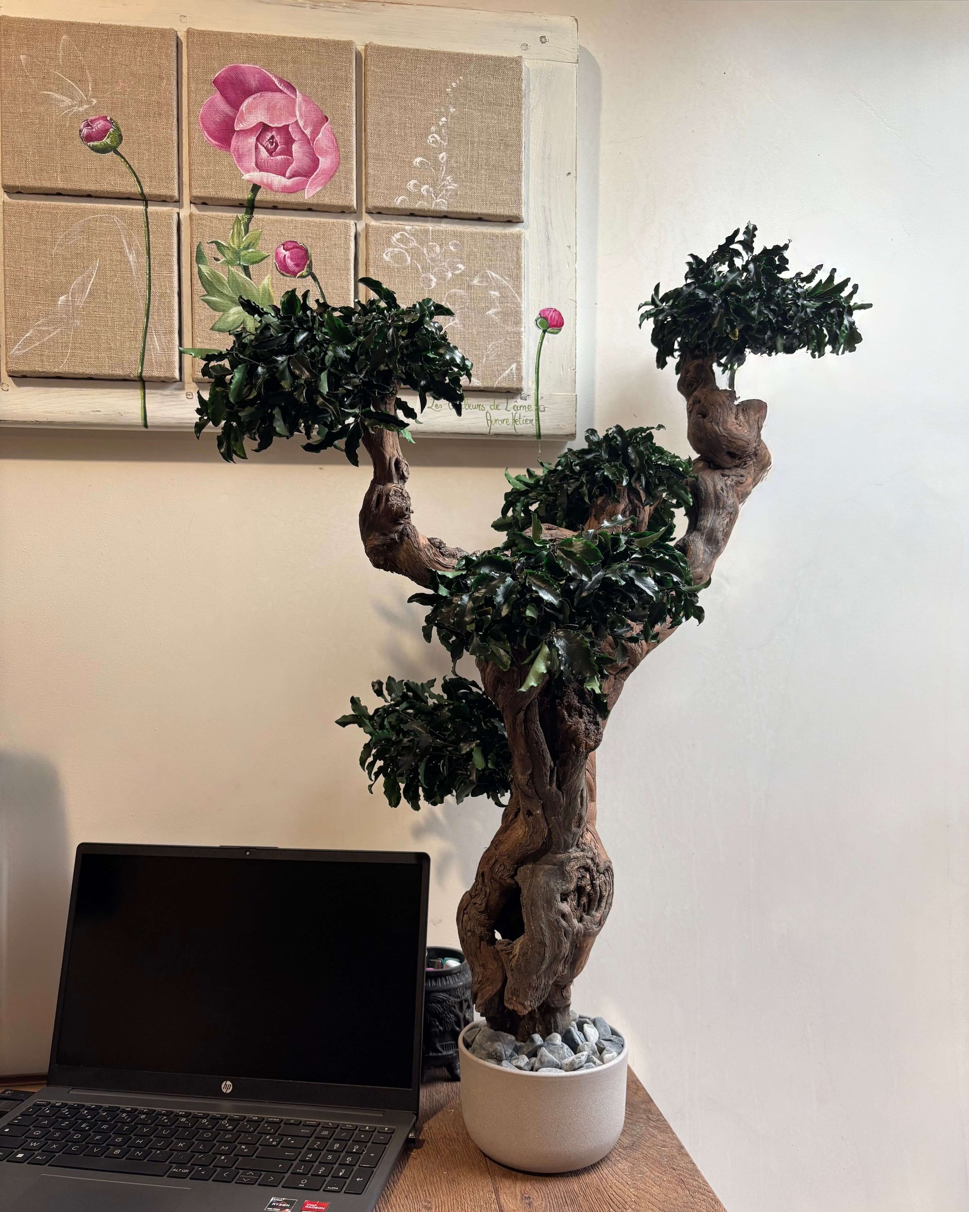 Bonsaï Pittosporum - Arbre stabilisé Lichen&CO Arbre stabilisé