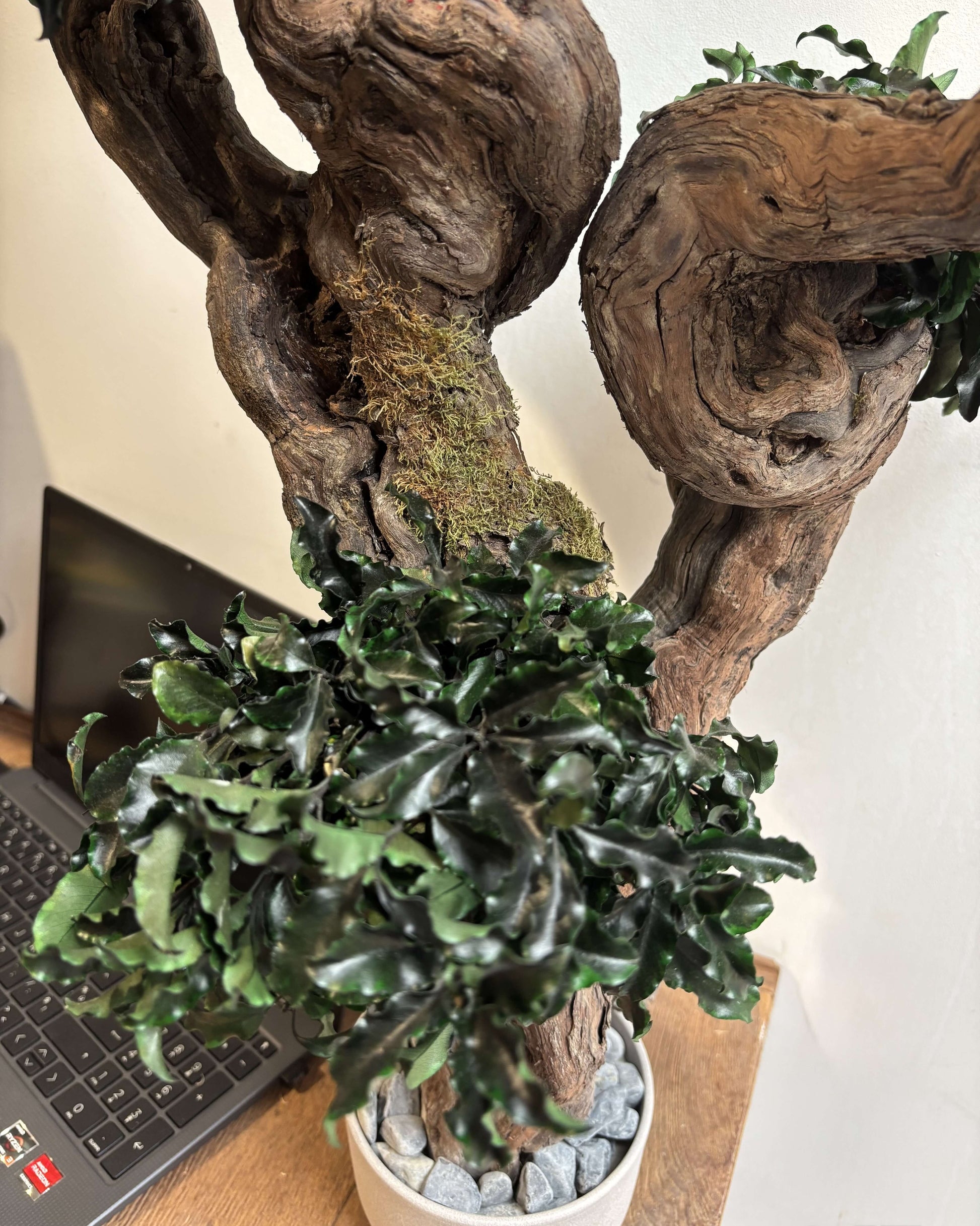 Bonsaï Pittosporum - Arbre stabilisé Lichen&CO Arbre stabilisé