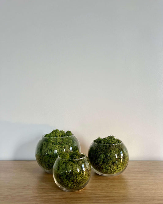 bulles BLANKA lichen stabilisé vert pomme posé sur une table en bois dans une salle à mangé moderne.