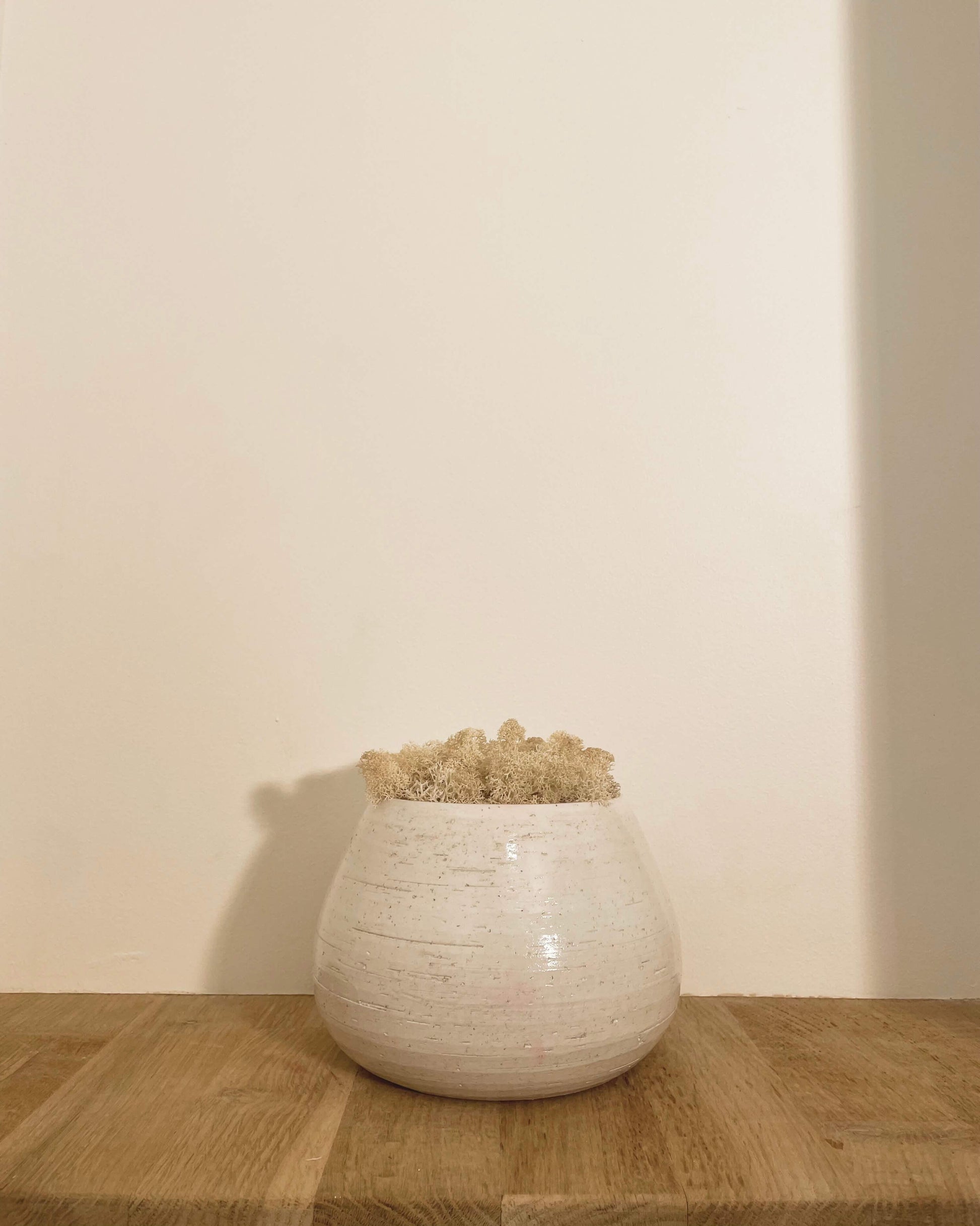 Composition lichen avec un support en poterie blanche posé sur une tablette en bois massif. Le lichen stabilisé est de couleur naturel