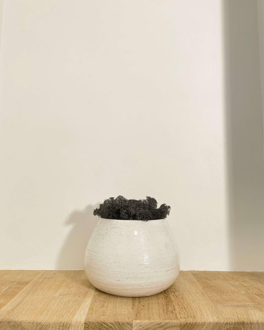 Composition lichen avec un support en poterie blanche posé sur une tablette en bois massif. Le lichen stabilisé est noir