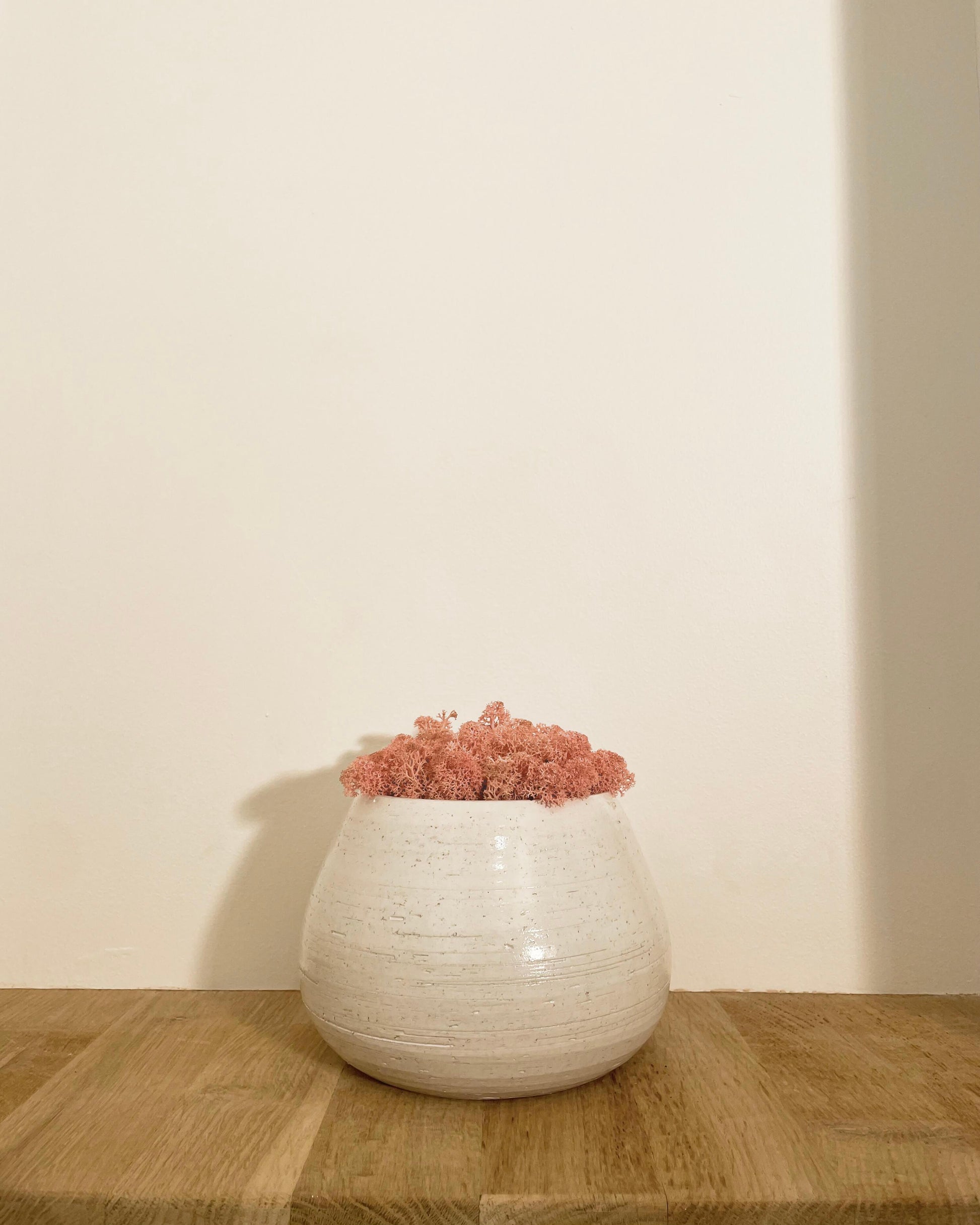 Composition lichen avec un support en poterie blanche posé sur une tablette en bois massif. Le lichen stabilisé est rose