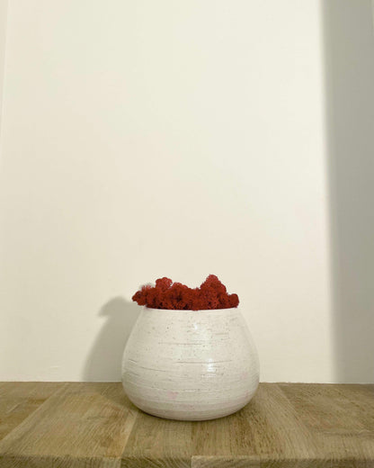 Composition lichen avec un support en poterie blanche posé sur une tablette en bois massif. Le lichen stabilisé est rouge