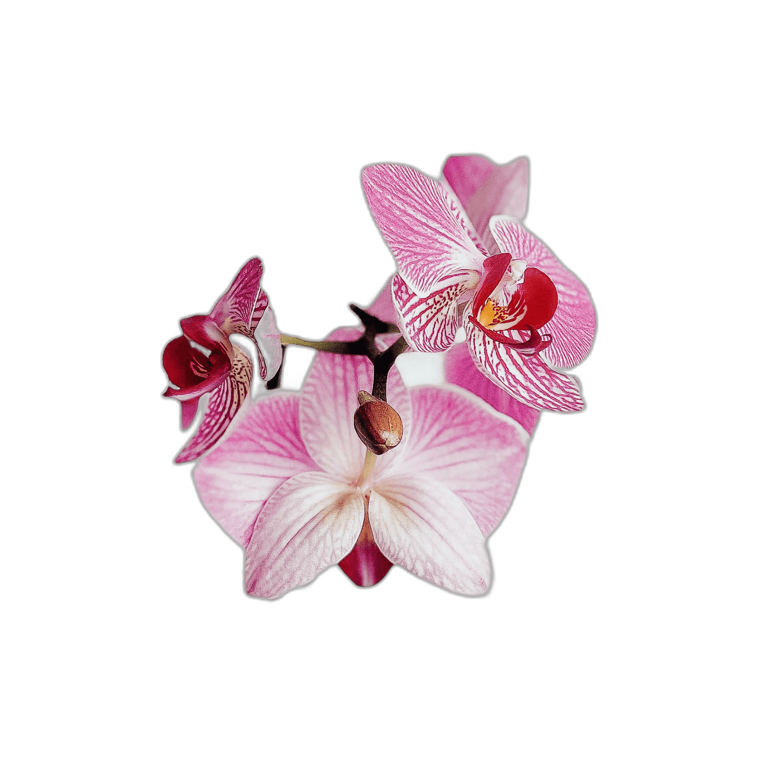 Fleur orchidée rose et blanche