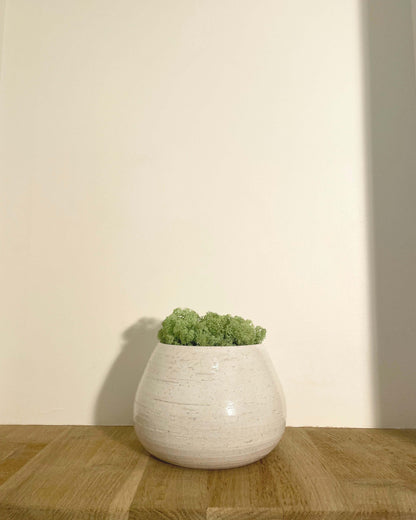 Composition lichen avec un support en poterie blanche posé sur une tablette en bois massif. Le lichen stabilisé est vert pomme