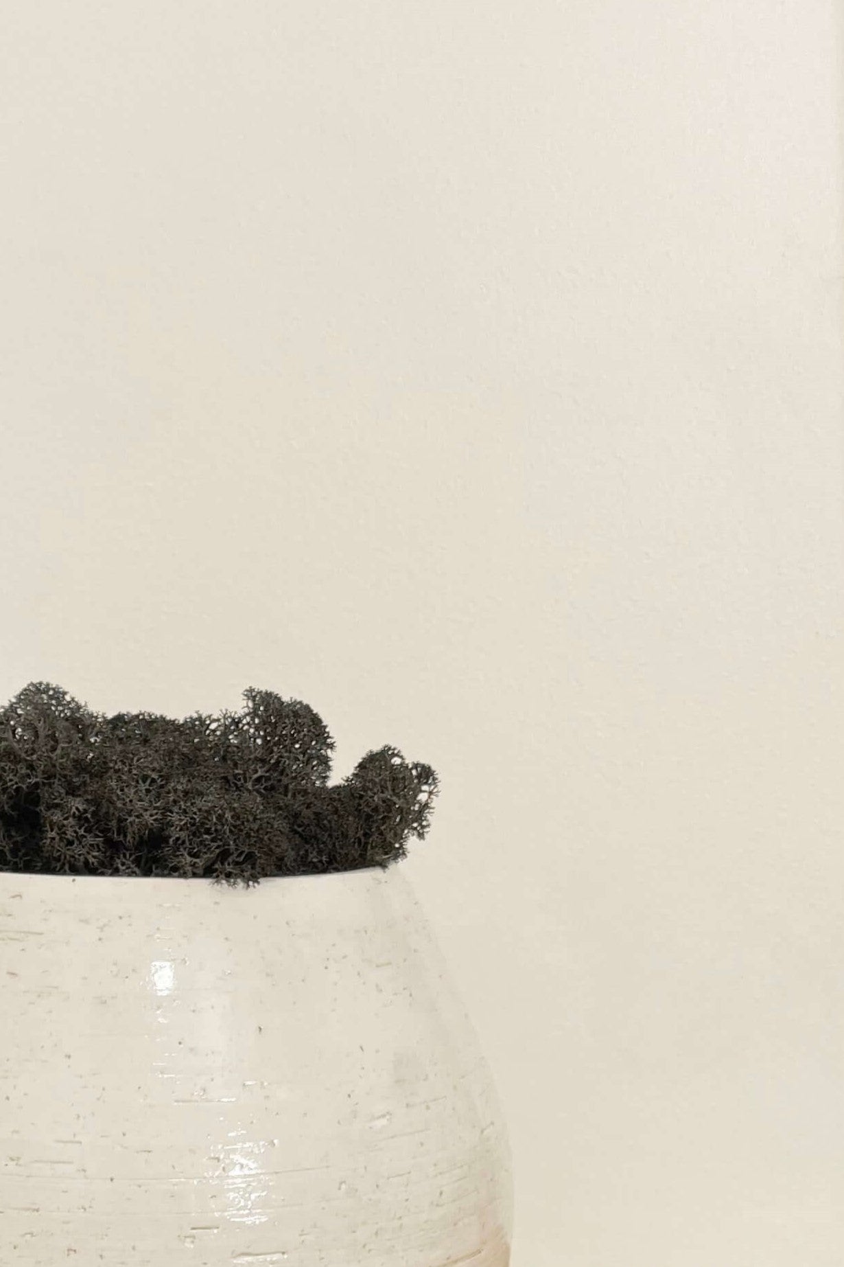 Zoome sur composition lichen avec un support en poterie blanche. Le lichen stabilisé est noir